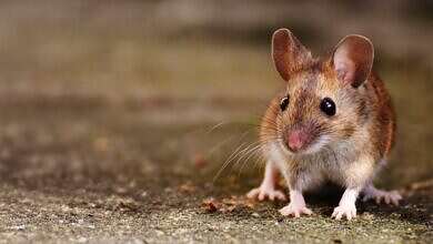 طرد الفئران من المنزل (مواقع)