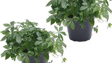 عشبة الجياوجولان (مواقع)